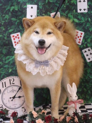 20250430こまくん